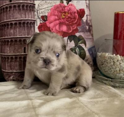 Bulldog