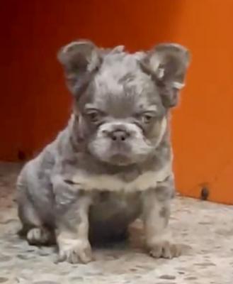 Bulldog