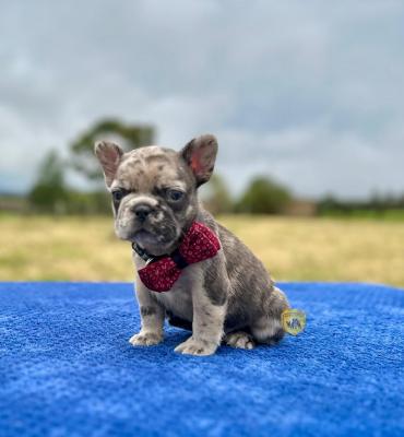 Bulldog