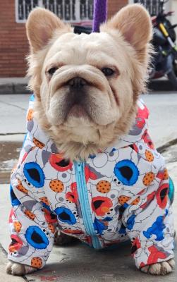 Bulldog