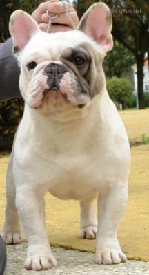 Bulldog