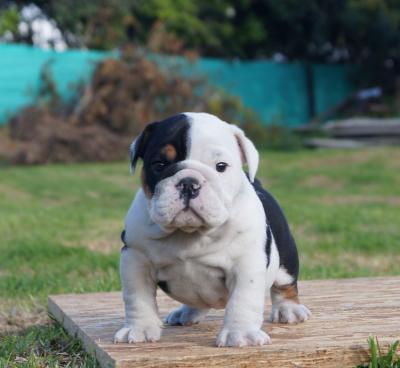 Bulldog