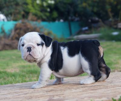 Bulldog