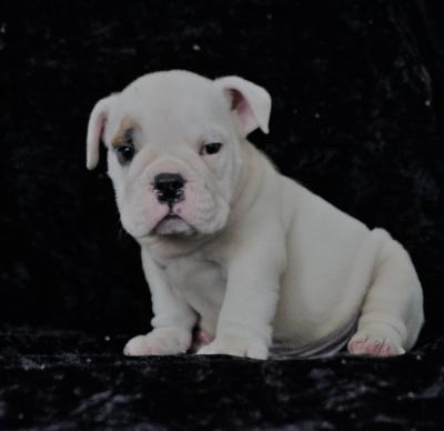 Bulldog