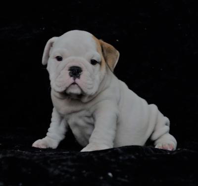 Bulldog