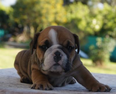 Bulldog