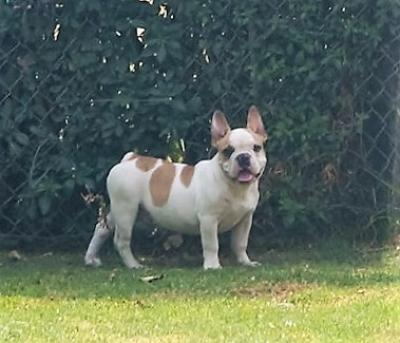 Bulldog