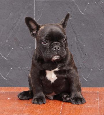 Bulldog