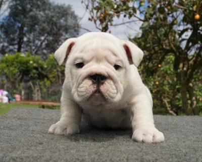 Bulldog