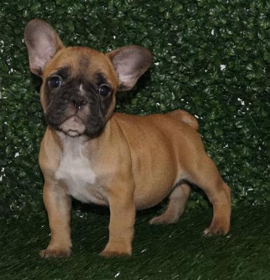 Bulldog