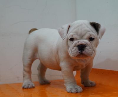 Bulldog