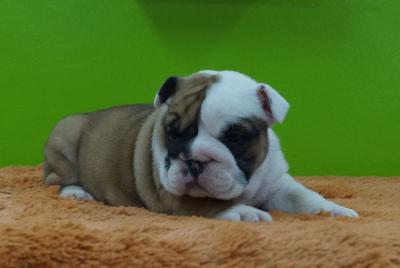 Bulldog