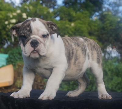 Bulldog