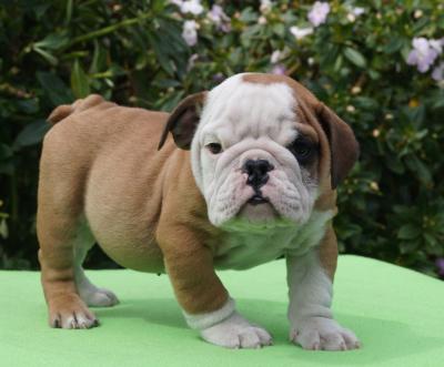 Bulldog