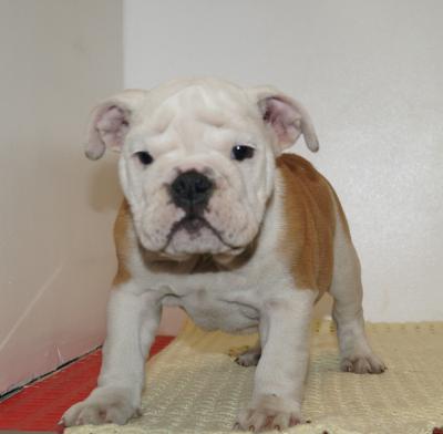 Bulldog