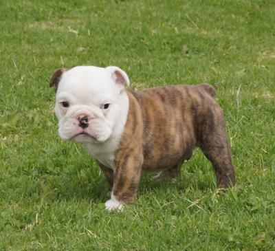 Bulldog