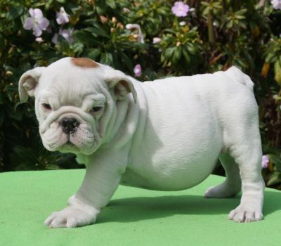 Bulldog