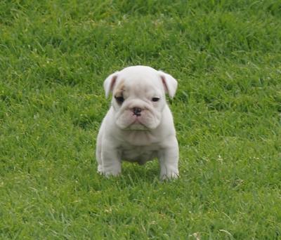 Bulldog