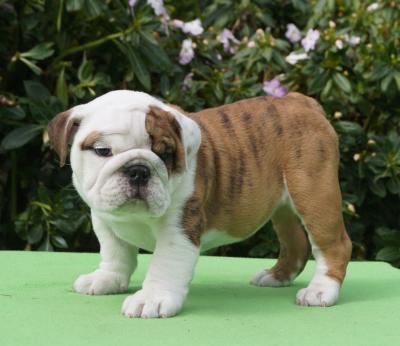 Bulldog