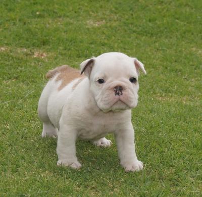 Bulldog