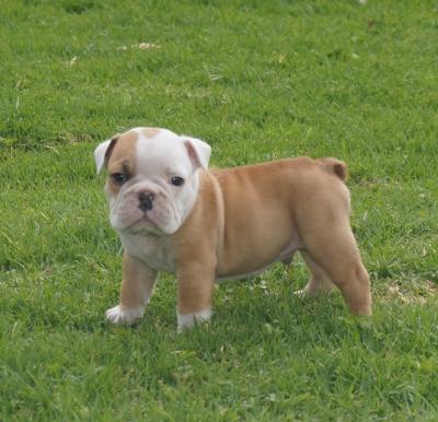 Bulldog