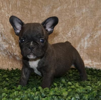Bulldog
