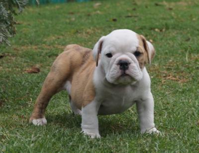 Bulldog