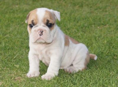 Bulldog