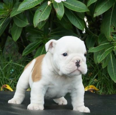 Bulldog