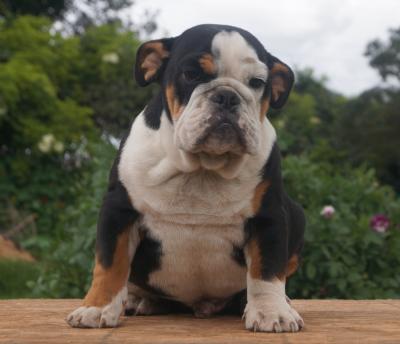 Bulldog