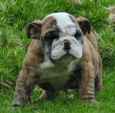 Bulldog