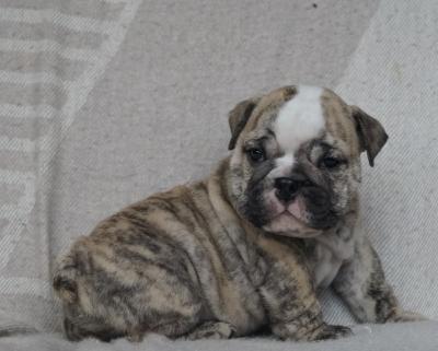 Bulldog