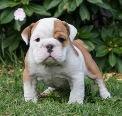 Bulldog