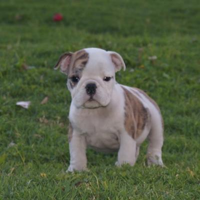 Bulldog