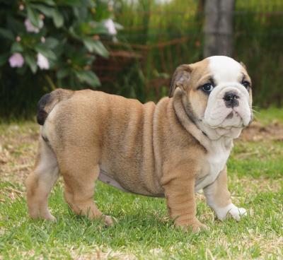 Bulldog