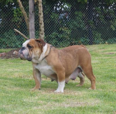 Bulldog