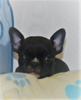 Bulldog