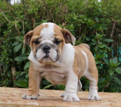 Bulldog