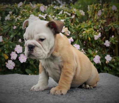 Bulldog