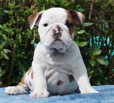 Bulldog