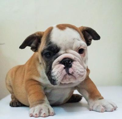 Bulldog