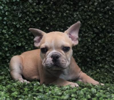Bulldog