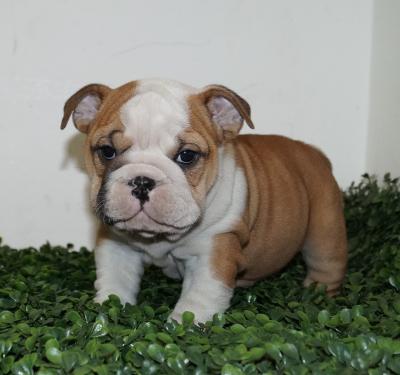 Bulldog