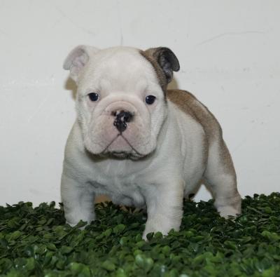 Bulldog