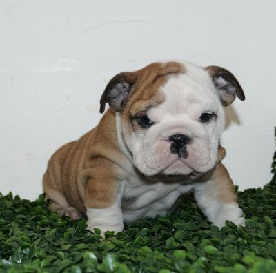 Bulldog