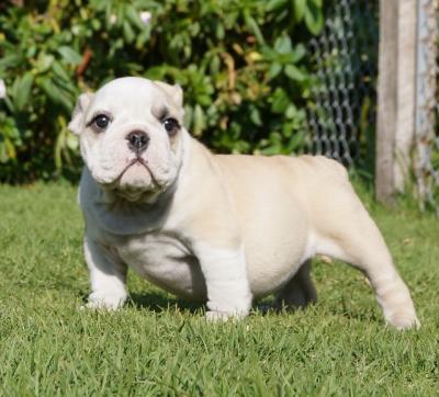 Bulldog