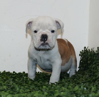 Bulldog