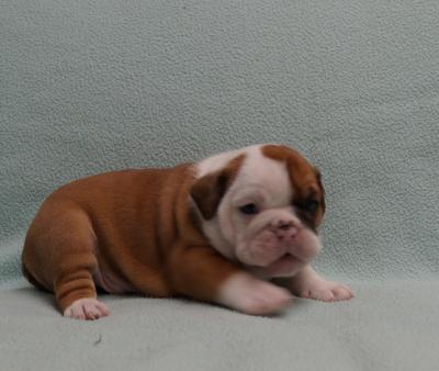 Bulldog