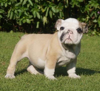 Bulldog