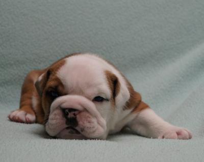 Bulldog